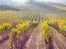 Wine tour Toskánsko