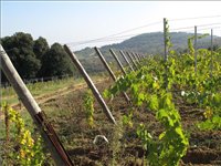  vinařské podniky v San Gimignano, Siena